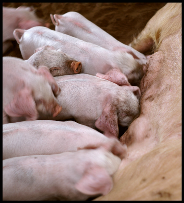 cochonnets.jpg