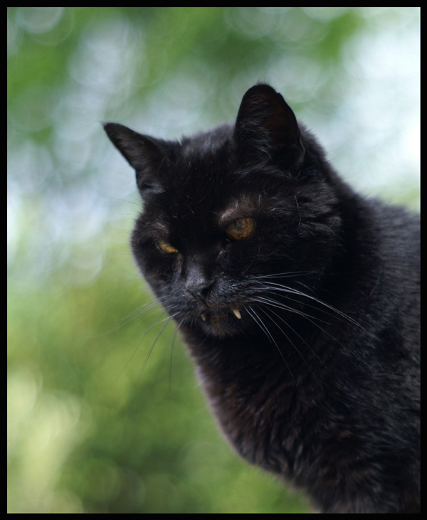 puce_portrait.jpg