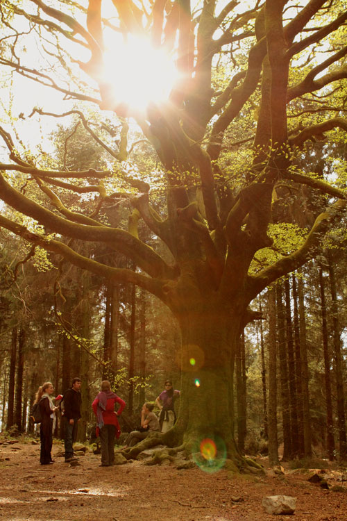 soleil_arbre.jpg